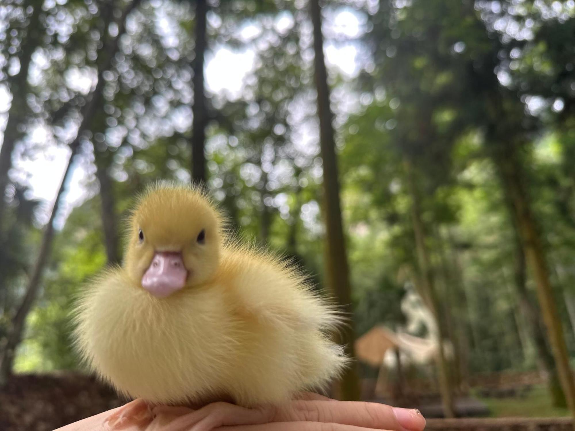 Zhangjiajie National Forest Park Camping Dış mekan fotoğraf